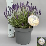 Lavandula Lavendel an Hidcote 23cm