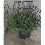 Lavandula Lavendel an Hidcote 23cm