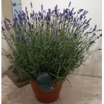 Lavandula Lavendel Hidcote 26cm