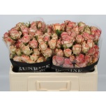 Kobarroos 50cm Azore