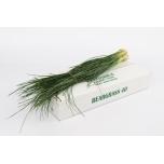 Beargrass Karuhein (pk)