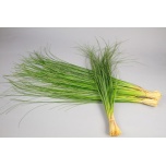 Beargrass Karuhein (pk)