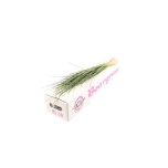 Beargrass Karuhein (pk)