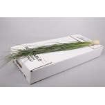 Beargrass Karuhein (pk)