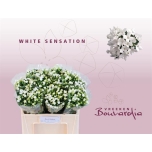 Bouvardia Buvardia White Sensation 50cm