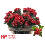 Bouvardia Buvardia Coral 70cm