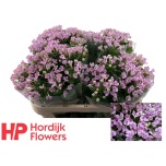 Bouvardia Buvardia Naomi 70cm