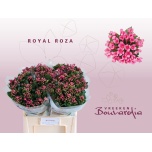 Bouvardia Buvardia 60cm Roza