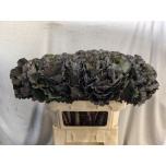 Brassica Kapsas Black Leaf 70cm