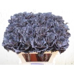 Brassica Kapsas Black Leaf 70cm