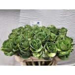 Brassica Kapsas Empire Anna 70cm