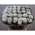 Brassica Kapsas Empire Anna 70cm