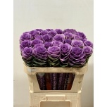 Brassica Kapsas Empire Olga 70cm