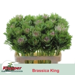 Brassica Kapsas Crane King 60cm