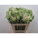 Brassica Kapsas Crane King 60cm