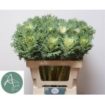 Brassica Kapsas Crane King 60cm
