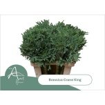 Brassica Kapsas Crane King 60cm
