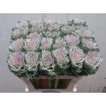 Brassica Kapsas Crane King 70cm