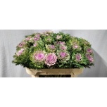 Brassica Kapsas Crane King 70cm