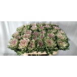 Brassica Kapsas Crane King 70cm