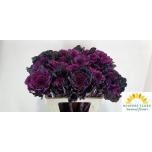 Brassica Kapsas Elegance 60cm