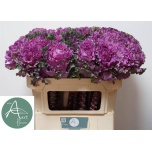Brassica Kapsas First Lady 70cm