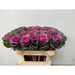 Brassica Kapsas Red Crane 75cm