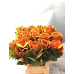 Brassica Kapsas paint Orange 60cm