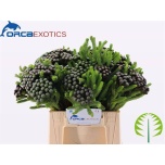 Brunia albiflora Bruunia 40cm