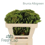 Cape Green Brunia albiflora 50cm