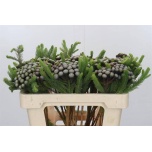Brunia Albiflora 50cm