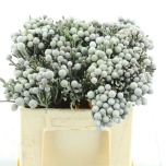 Cape Green Brunia laevis Silver 40cm