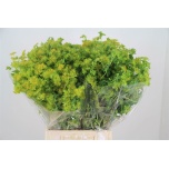 Bupleurum Jänesekõrv 45cm