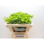 Bupleurum Jänesekõrv 50cm