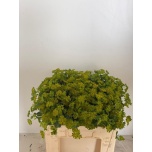 Bupleurum Jänesekõrv 50cm