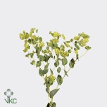 Bupleurum Jänesekõrv 60-65cm
