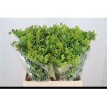 Bupleurum Jänesekõrv 60-65cm