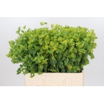 Bupleurum Jänesekõrv 60-65cm