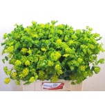 Bupleurum Jänesekõrv 60-65cm