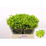 Bupleurum Jänesekõrv 60-65cm