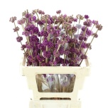 Callicarpa Iluviljak 60cm