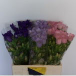 Campanula Kellukas 60cm mix