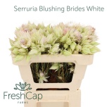 Serruria Florida/Blushing Bride 50cm