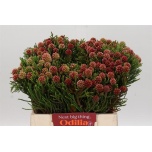 Cape Green cluster star raspberry 40cm