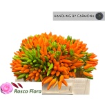 Capsicum Paprika Orange Fire 40-45cm