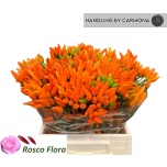Capsicum Paprika Orange Fire 40-45cm