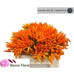 Capsicum Paprika Orange Fire 40-45cm