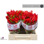 Capsicum Paprika Red Fire 40cm