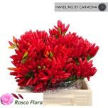 Capsicum Paprika Red Fire 40cm