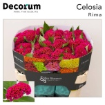 Celosia Mätashari Act Rima 70cm